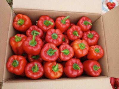 Vietnam Export Red Bell Peppers