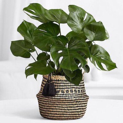 Natural Seagrass Belly Basket Planter Cover