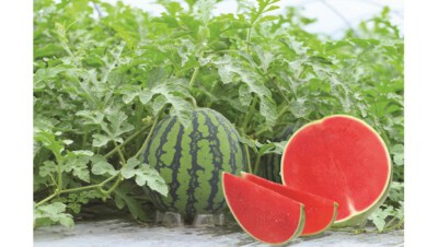 Rong Do 118 Watermelon Seed