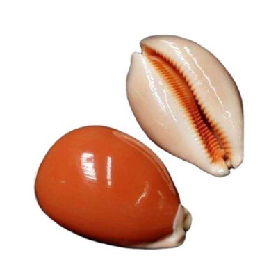 Golden Cowrie Shells (100% Natural Seashell, Eco-Friendly, 15–25 Mm, Natural Horn Color)