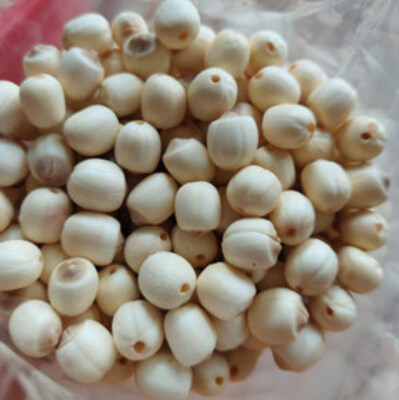 Fresh Lotus Seeds