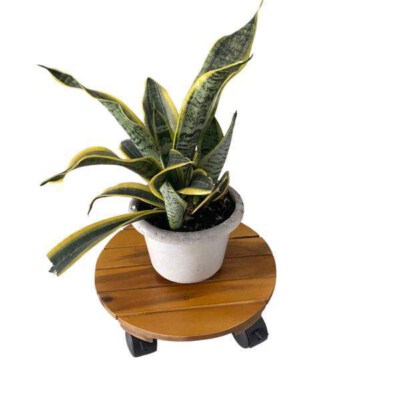 Round Wooden Caddy Plant