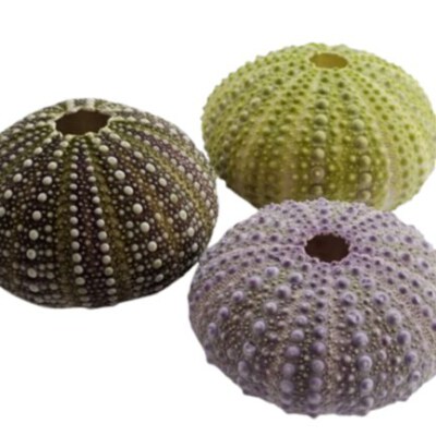 Sea Urchin Shell Décor (Natural Shell, Diverse Colors, Custom Packing, Bulk OEM Options)