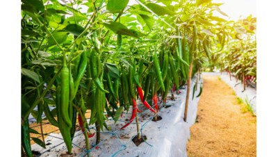 No.20 Spicy Chili Seed