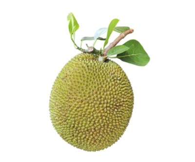 Sầu riêng tươi