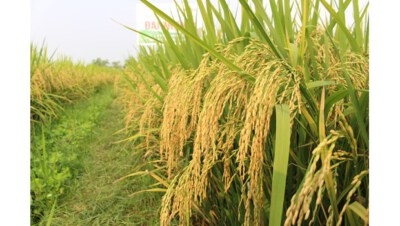 Dai Thom 8 Premium Fragrant Rice Seed