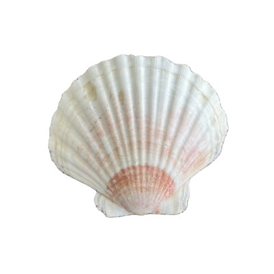 Decorative Scallop Shells (Eco-Friendly, Organic Material, Polished & Sandblasted, Natural Color, Custom Size/Shape)
