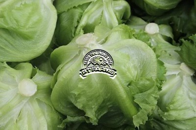 Organic Green Cabbage