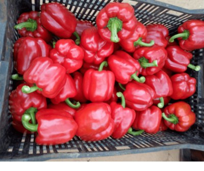 Fresh Capsicum Bell Pepper