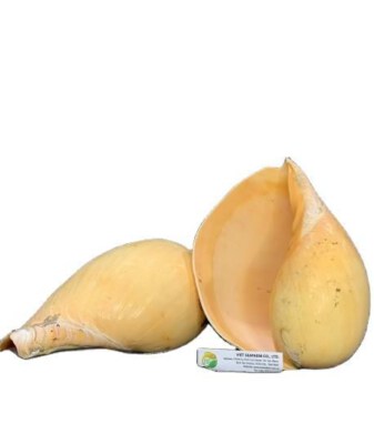 Indian Volute Shells (100% Natural Seashell, Eco-Friendly, Natural Horn Color, Custom Size, Bulk Wholesale)