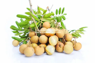 Nhãn – Edawn Longan / Thanh An Longan (Tươi & Đông lạnh)