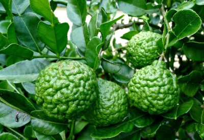 Kaffir Lime (Frozen IQF, 100% Vietnam Origin)