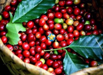Ripe Fresh Coffee Cherries