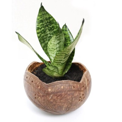 Coconut Shell Planter Pot (Eco-Friendly, Biodegradable, Handmade)