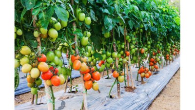 VNS585 Hybrid Tomato Seed