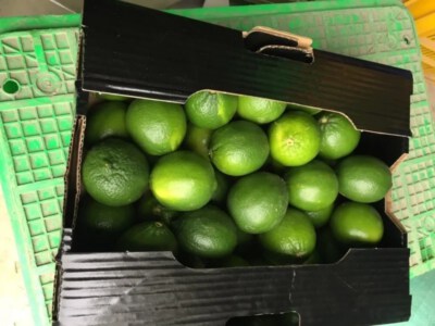 Fresh Vietnamese Lime
