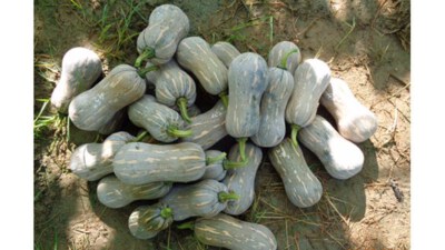 Super Goldstar 999 F1 Hybrid Pumpkin Seed