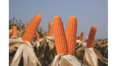 SSC131 Hybrid Yellow Corn Seed