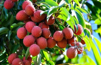 Fresh Lychee