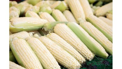 HN88 Hybrid Glutinous Corn Seed