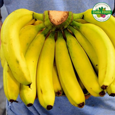 Vietnam Export Cavendish Bananas