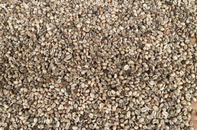 Lam Dong Natural Arabica Screen 16 Green Coffee Beans