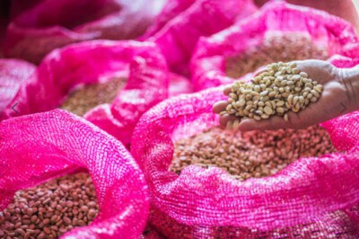 Mount Min Honey Arabica Screen 18 Green Coffee Beans