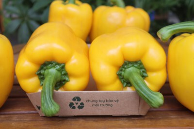 Vietnam Export Yellow Bell Peppers