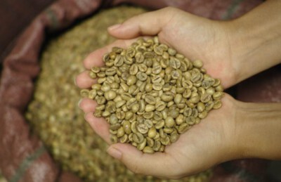 Buon Ma Thuot Polished Robusta Screen 18 Green Coffee Beans