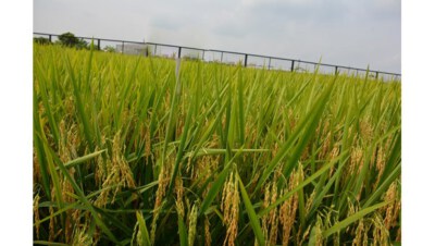 KC06-1 High-Yield F1 Hybrid Rice Seed