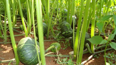 Delica Pumpkin Whole Fruit