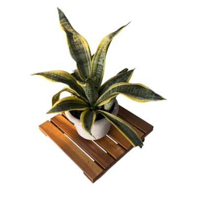 Square Wooden Caddy Plant