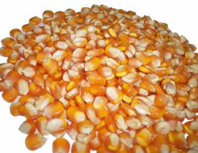 Vietnam Export Yellow Maize