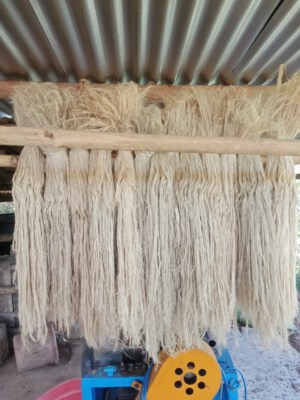 Raw Pineapple Fiber Q1 (removed from glue)-Natural Fiber-ECOSOI