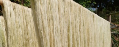 Raw Pineapple Fiber Q2-Natural Fiber-ECOSOI