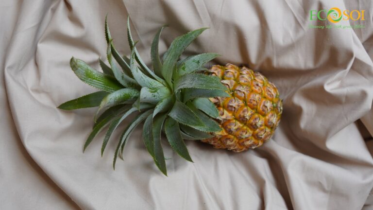 EcoBlend Pineapple Fabric MC2-Green Textile-ECOSOI